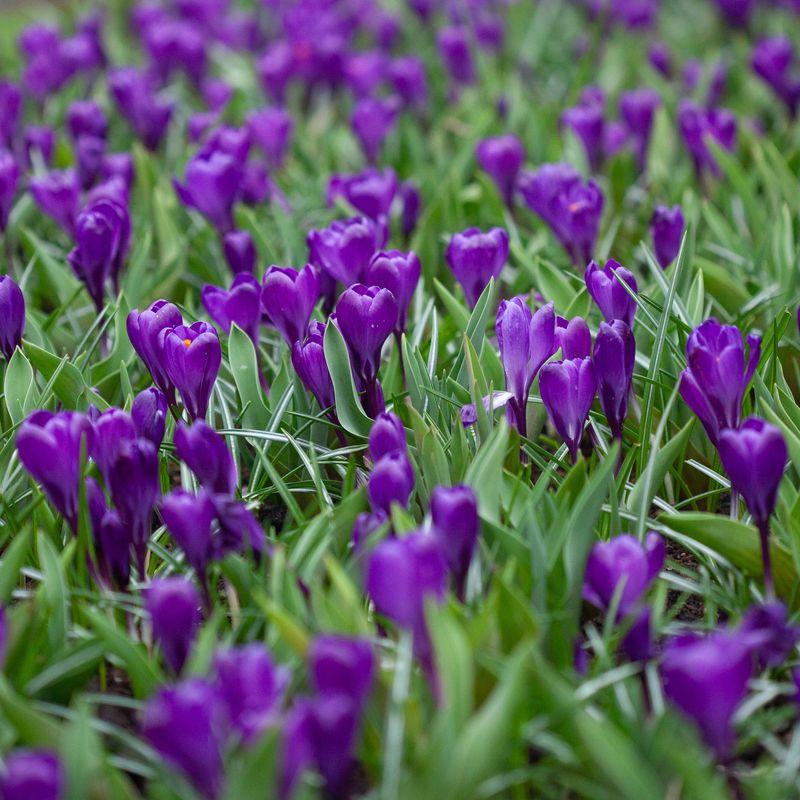 Storblomstret krokus 'Flower Record' - Crocus - 10 stk