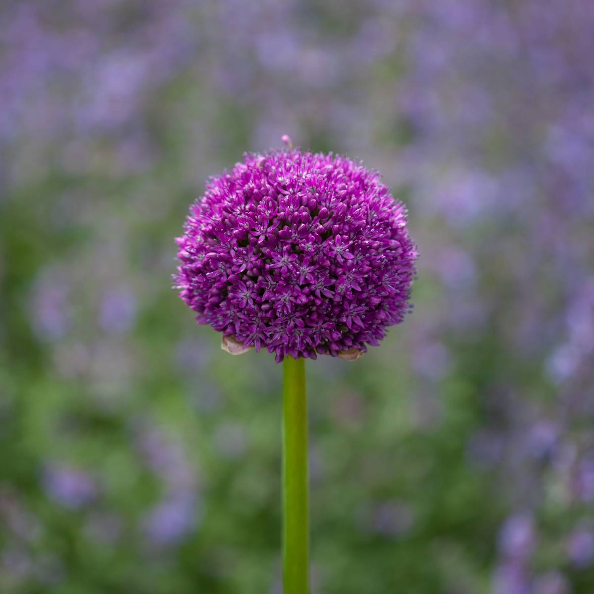 Kjempeløk 'Ambassador' - Allium giganteum - 1 stk