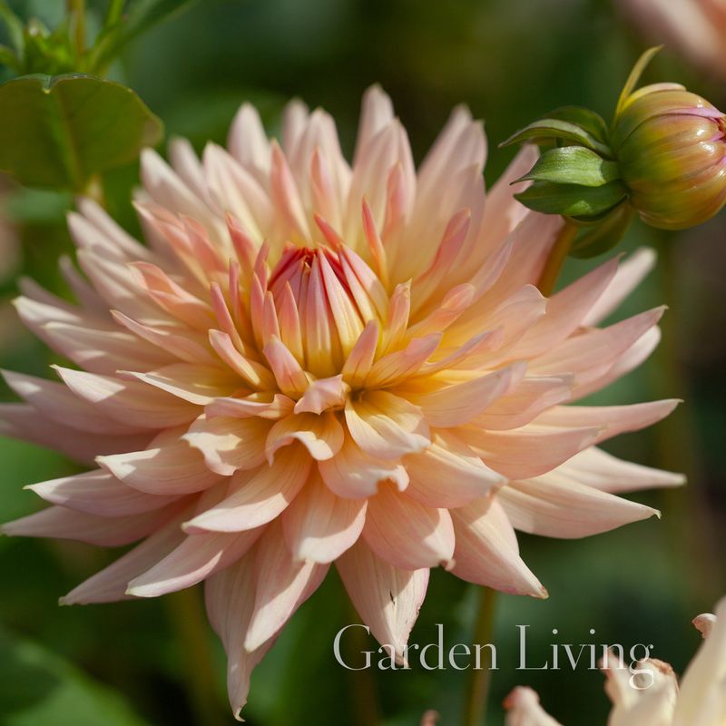Georgine 'Preference' - Dahlia x cultorum, 1 stk.