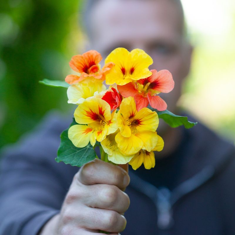 Blomkarse 'Caribbean Cocktail' - Tropaeolum majus