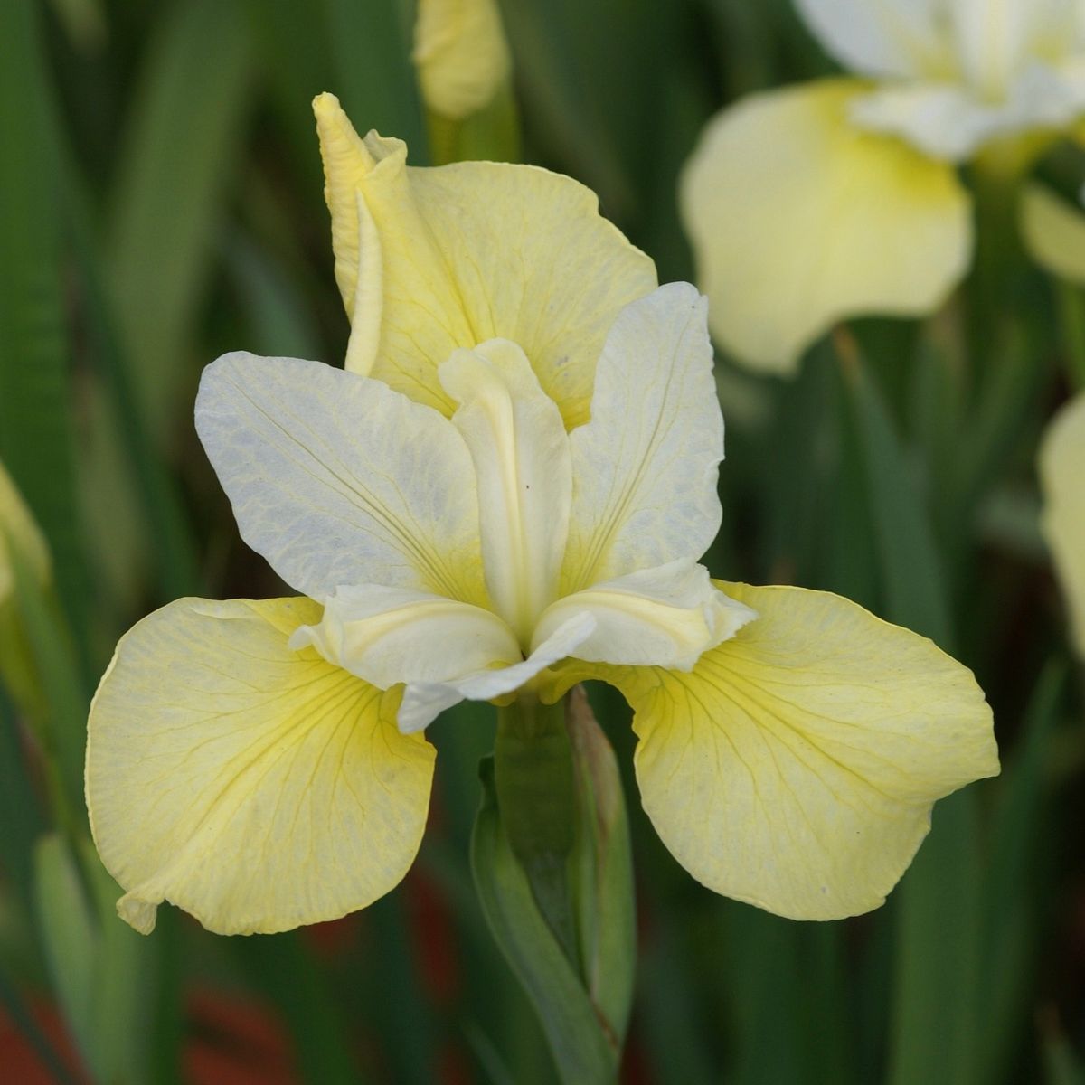 Sibiriris 'Butter and Sugar' - Iris sibirica 