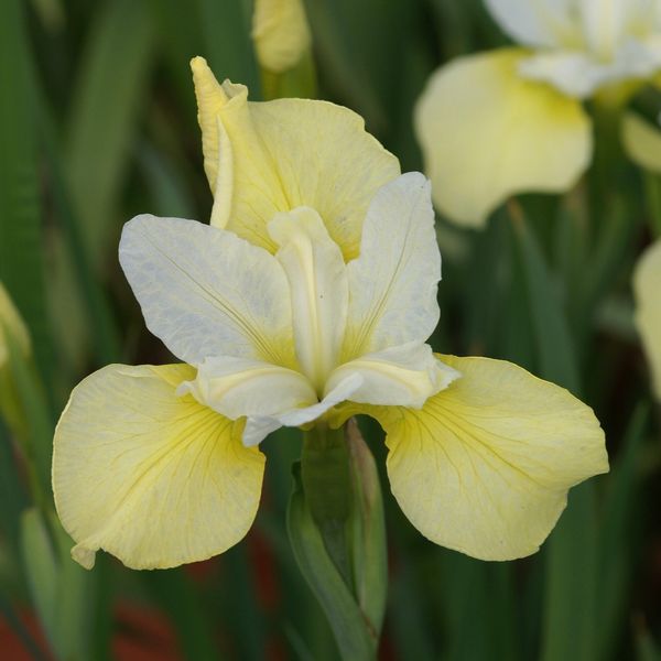 Hovedbilde Sibiriris 'Butter and Sugar' - Iris sibirica 