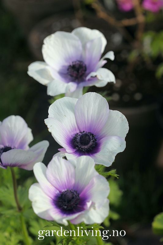 Kronsymre 'Mistral Plus Bicolour Viola' - Anemone coronaria, 10 