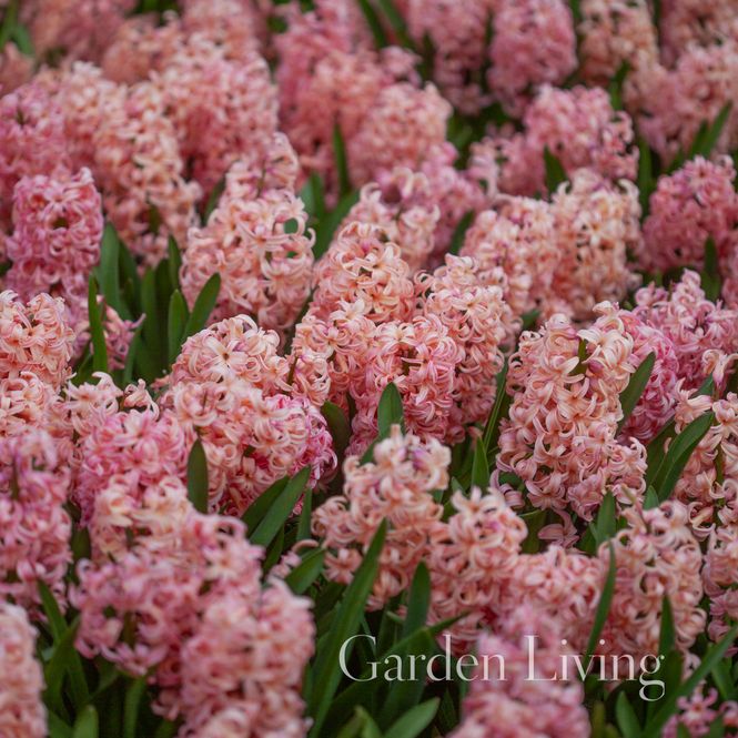 Hovedbilde Svibel 'Bestseller' - Hyacinthus - 4 stk