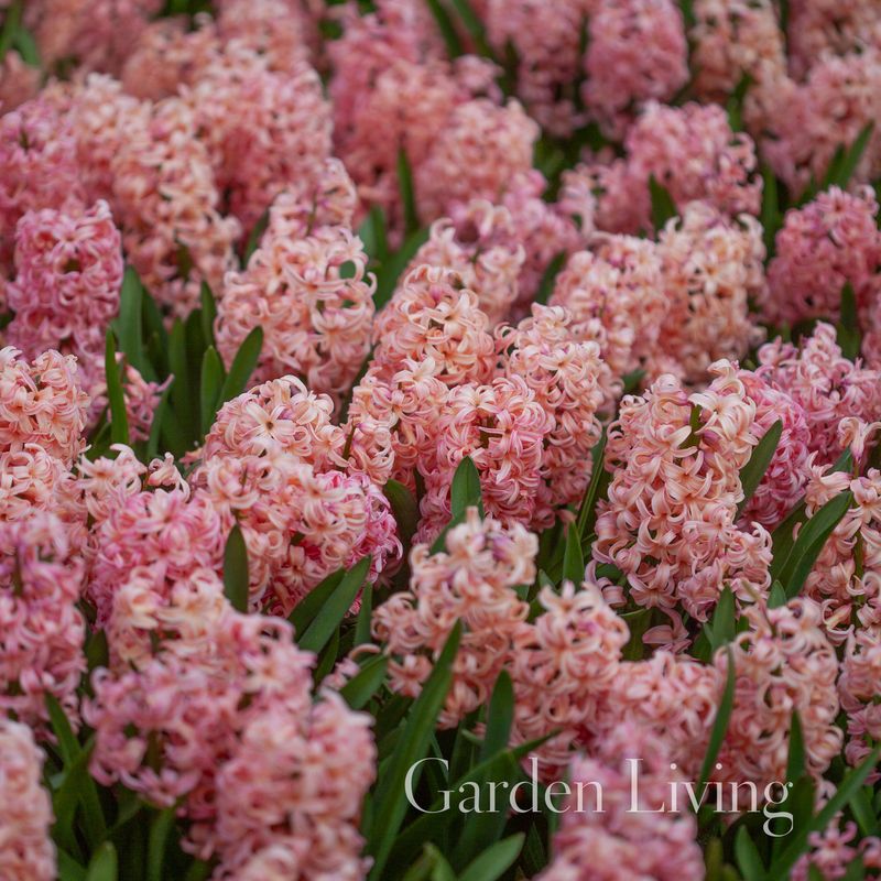 Svibel 'Bestseller' - Hyacinthus - 4 stk