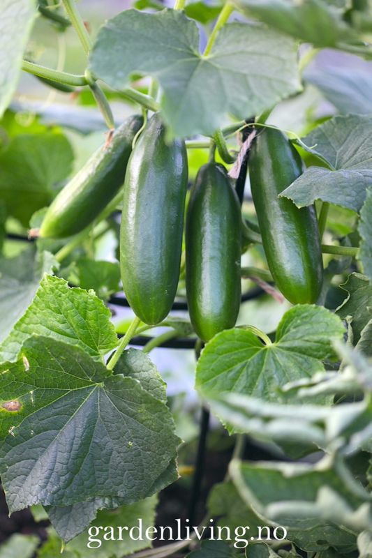 Slangeagurk 'Mini Munch' F1 mini - Cucumis sativus