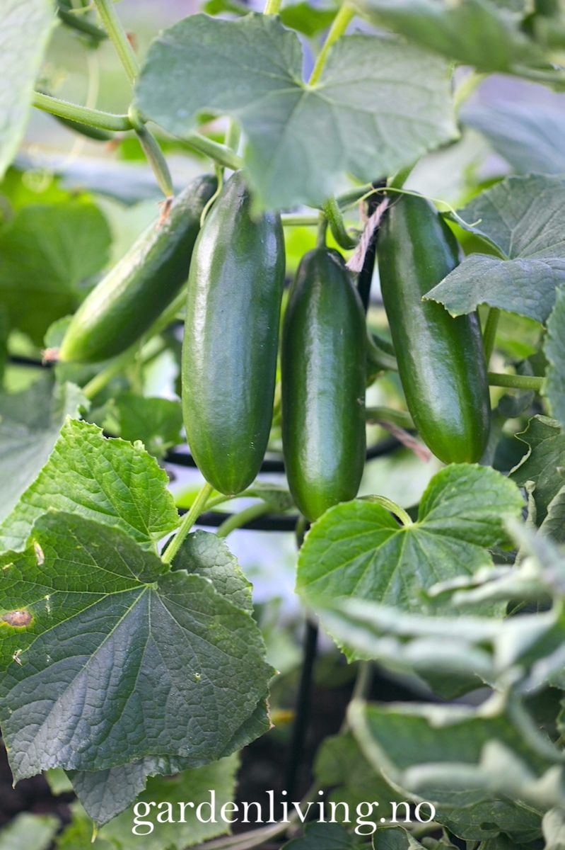 Slangeagurk 'Mini Munch' F1 mini - Cucumis sativus