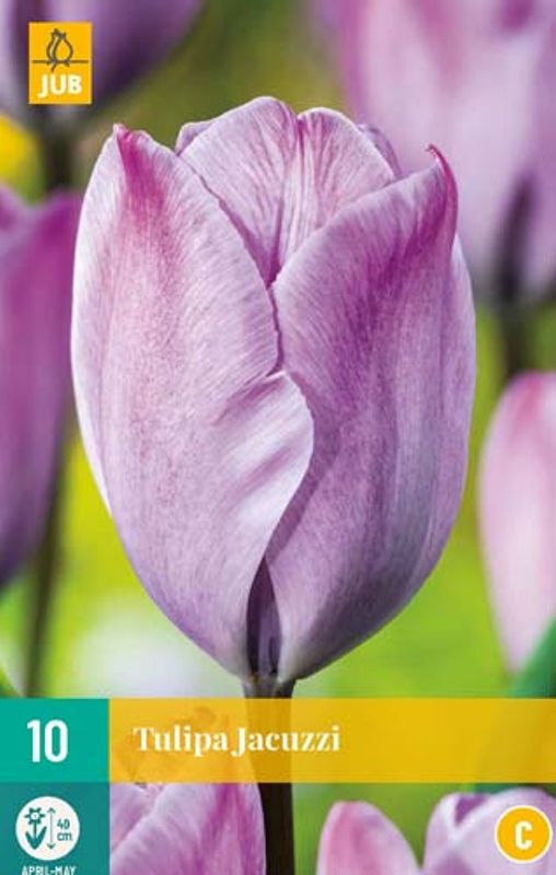 Tulipan 'Jacuzzi', Triumphtulipan - 7 stk