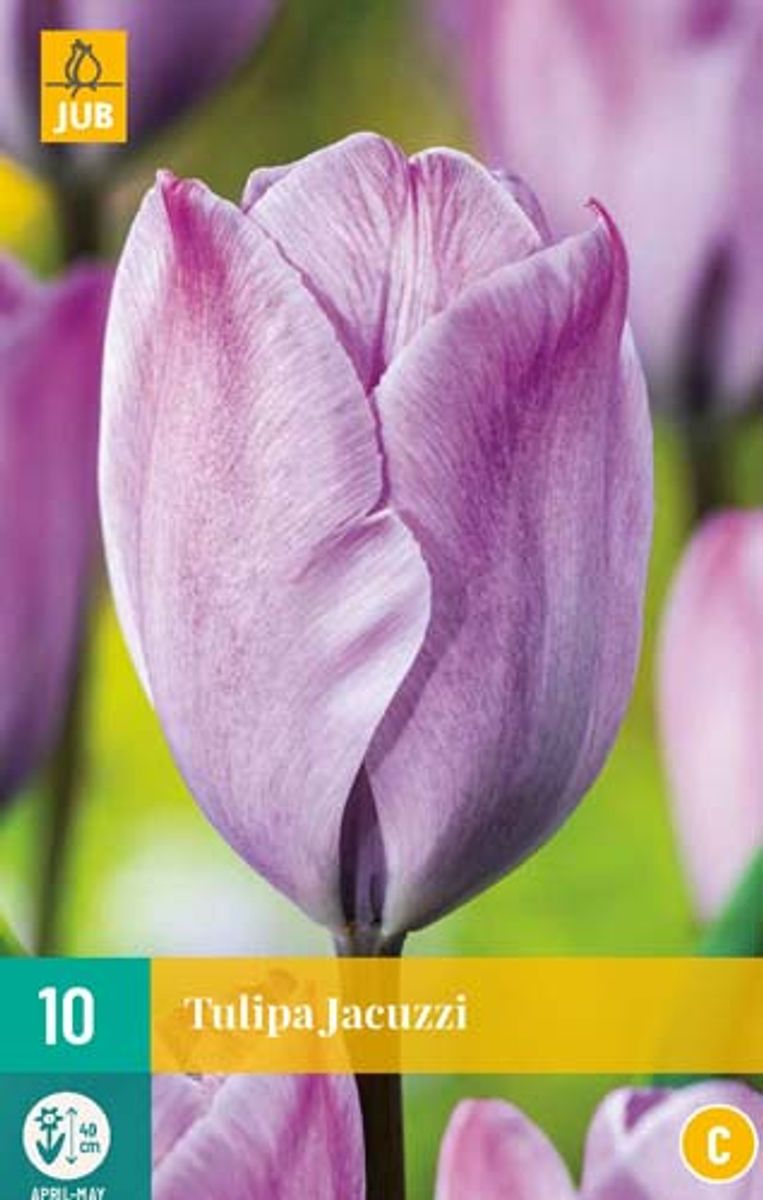 Tulipan 'Jacuzzi', Triumphtulipan - 7 stk