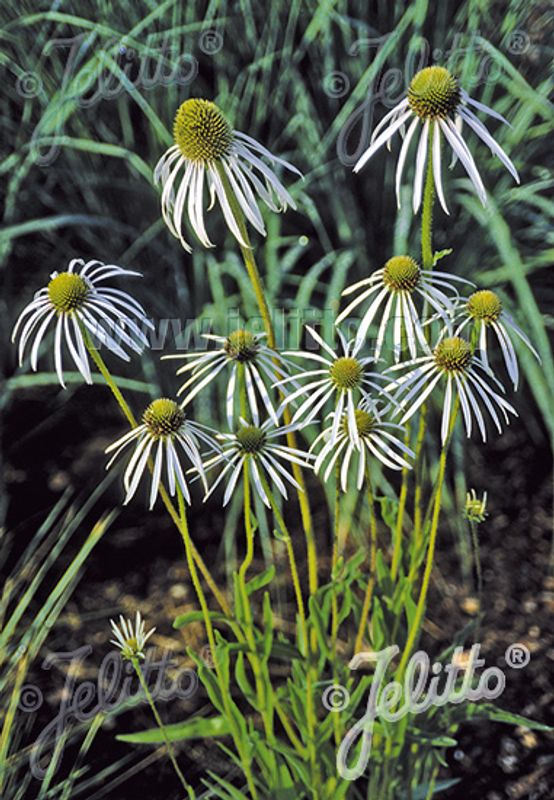 Bleksolhatt 'Hula Dancer' - Echinacea pallida