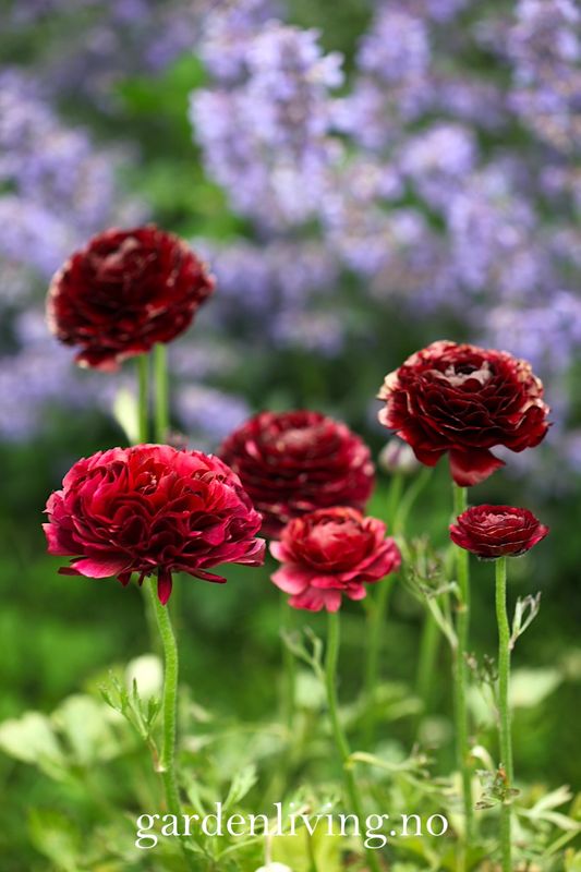 Ranunkler 'Amandine Chocolate' - Ranunculus, 10 stk.