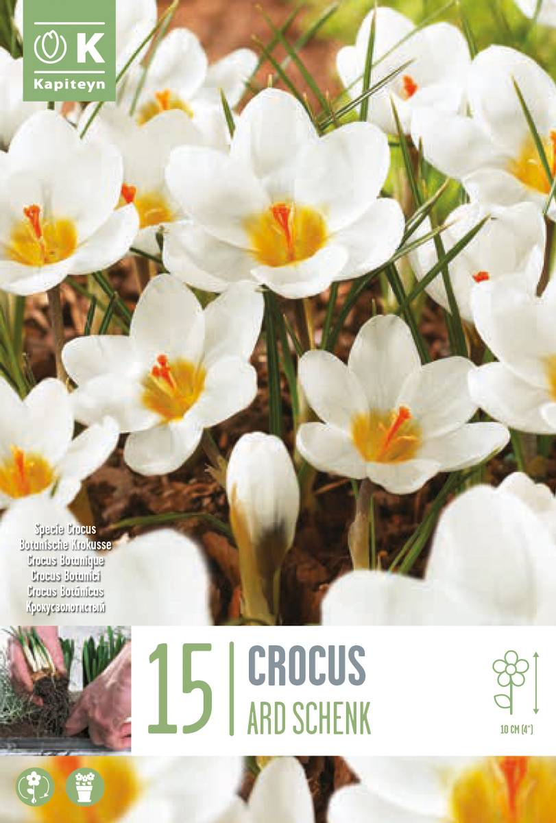 Begerkrokus 'Ard Schenk' - Crocus chrysanthus - 15 stk