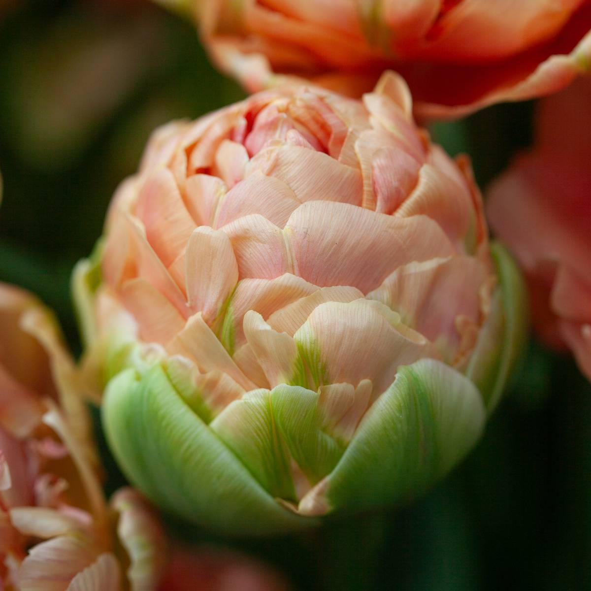 Tulipan 'Copper Image', Sen dobbel' - 5 stk