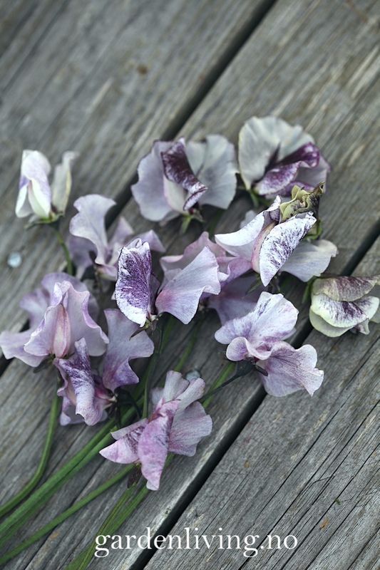 Blomsterert 'David Tostevin' - Lathyrus odoratus 