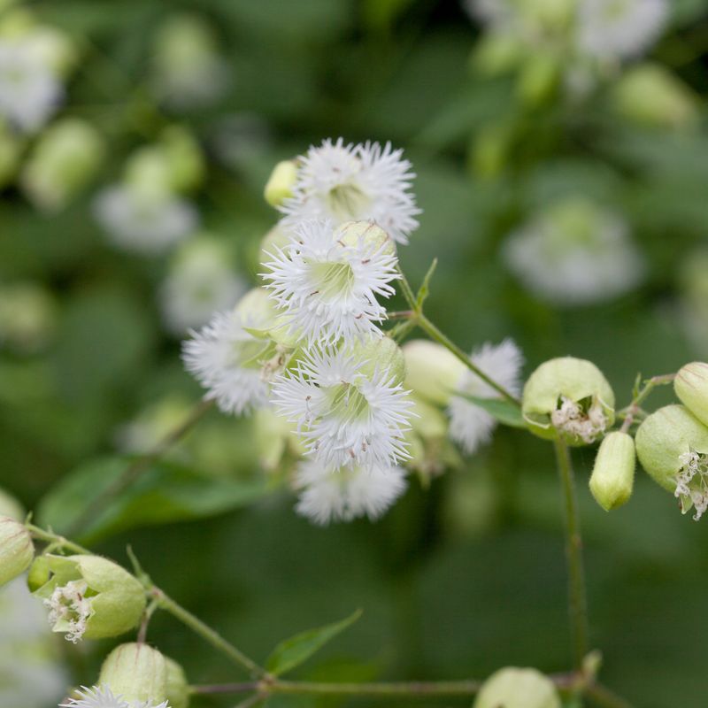Silene fimbriata