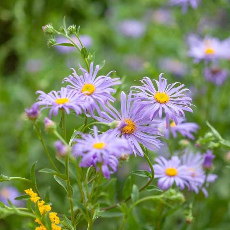 Aster x frikartii ’Mönch’