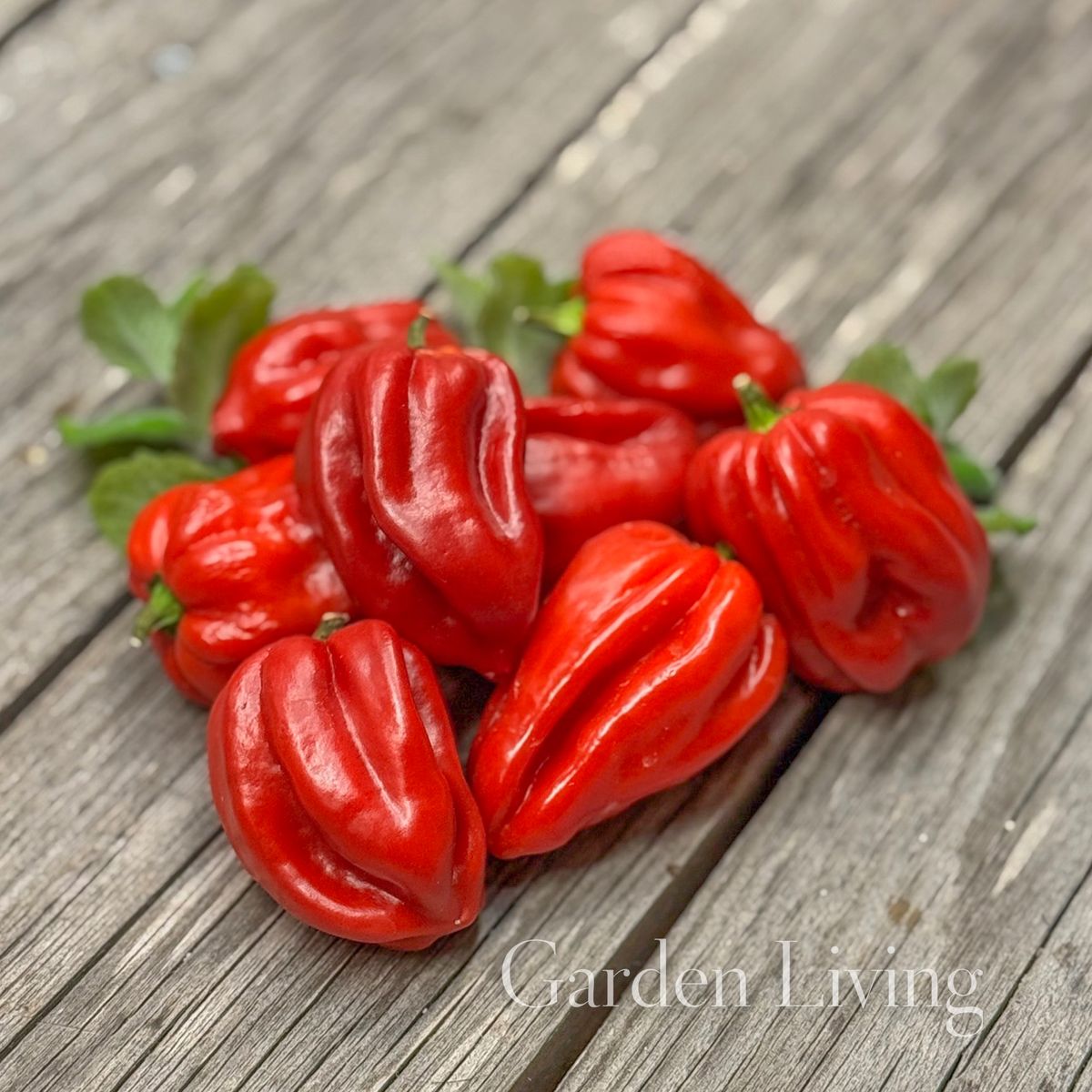Chilipepper 'Habanero Red' - Capsicum chinensis