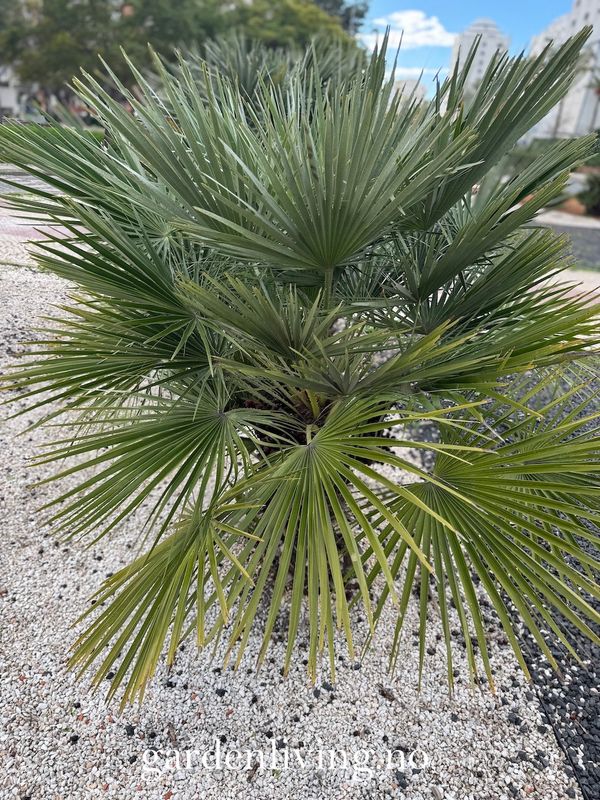 Dvergpalme - Chamaerops humilis