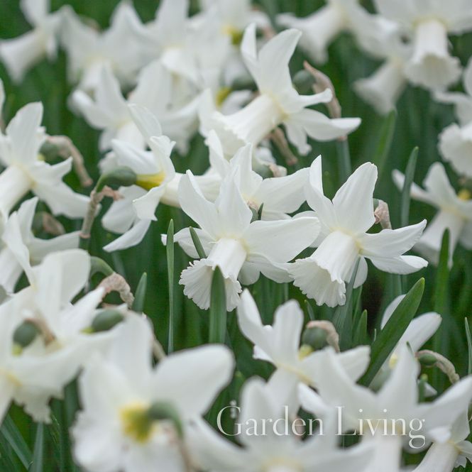 Hovedbilde Påskelilje 'Lady Madonna' - Narcissus - 5 stk