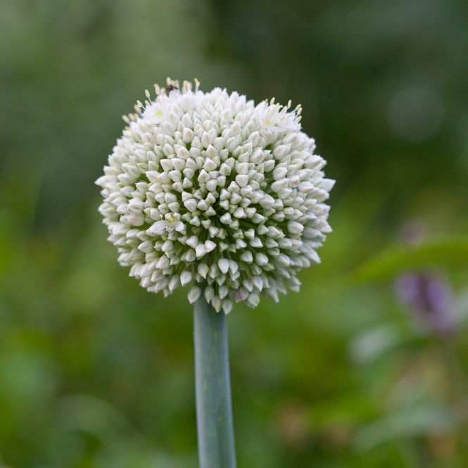 Hovedbilde Allium pskemense - 1 stk 