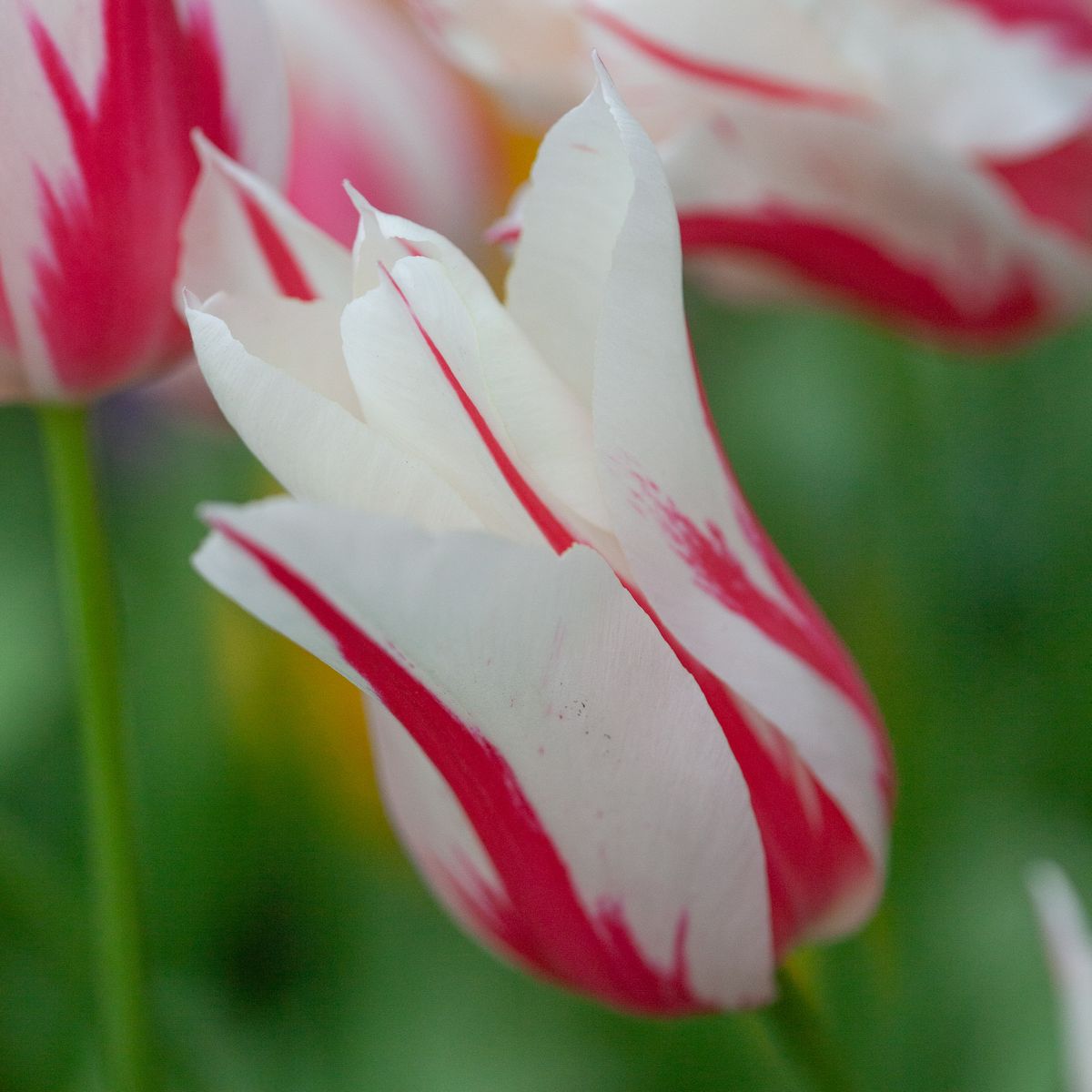 Tulipan 'Marilyn', liljeblomstrende - 8 stk