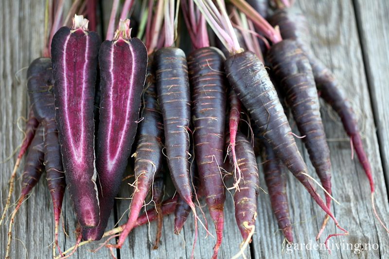 Gulrot 'Purple Hybrid' F1 - Daucus carota