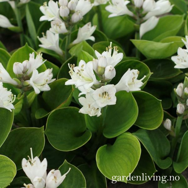 Hovedbilde Bladlilje 'Monster Ears'- Hosta
