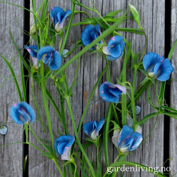Hovedbilde Fôrflatbelg - Lathyrus sativus 'Azureus'