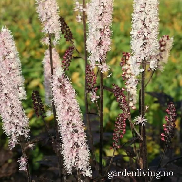 Hovedbilde Klaseormedrue 'Chocoholic' - Actaea ramosa