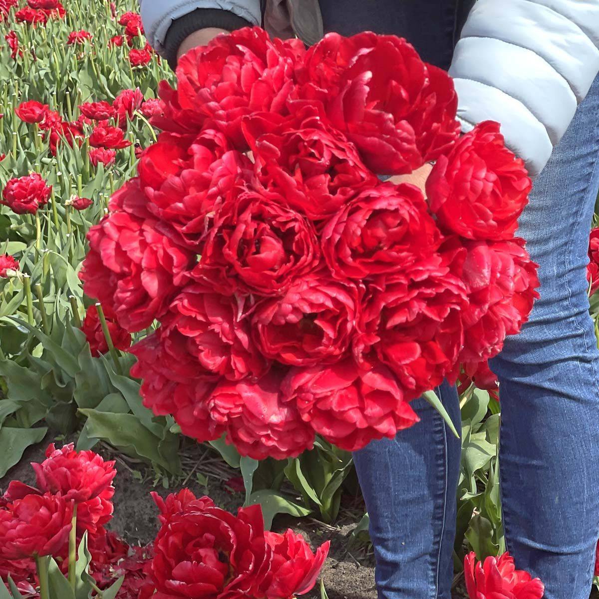 Tulipan 'Double Twist', tidlig dobbel - 10 stk