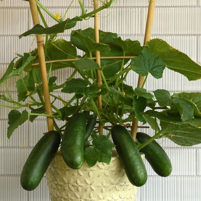 Agurk 'Quick Snack' - Cucumis sativus