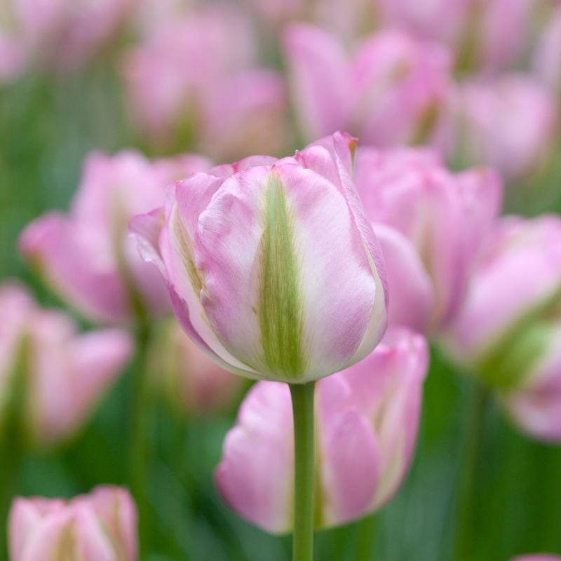 Tulipan 'Groenland', viridifloragruppen - 8 stk