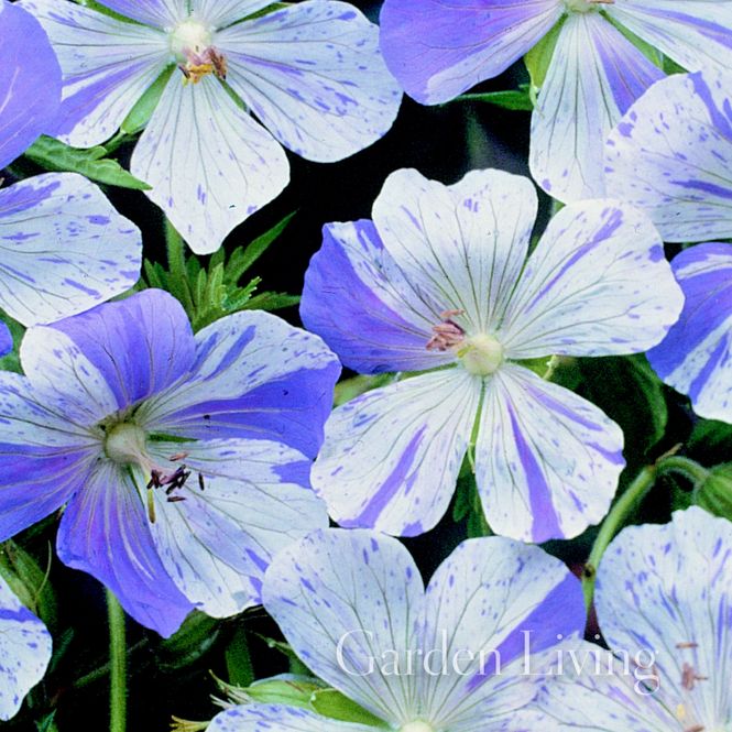 Hovedbilde Engstorkenebb 'Splish Splash' - Geranium pratense