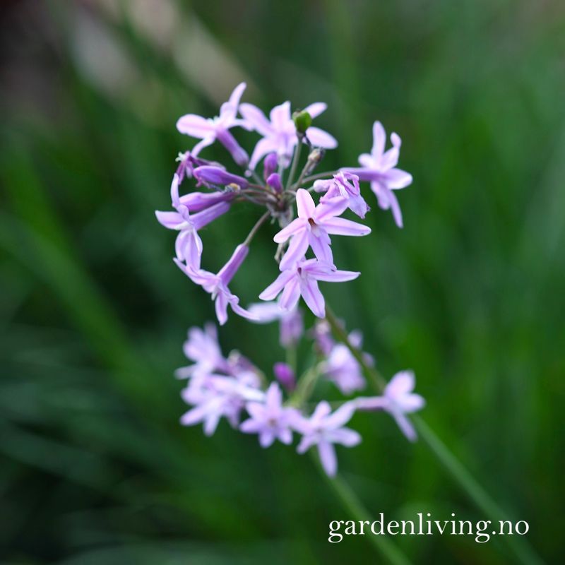 Afrikansk hvitløk - Tulbaghia violacea var. robustior, 1 rot