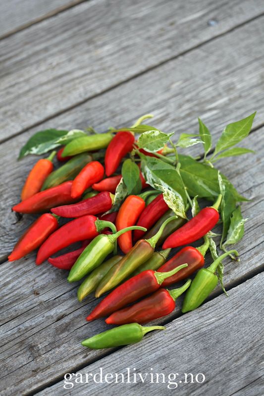 Chilipepper 'Fish Pepper' - Capsicum annuum 