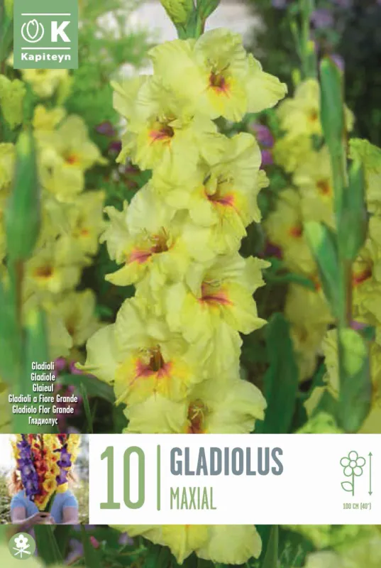 Gladiol 'Maxial' - Gladiolus, 10 stk.