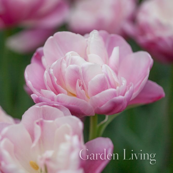 Hovedbilde Tulipan 'Vogue', Sen dobbel - 10 stk