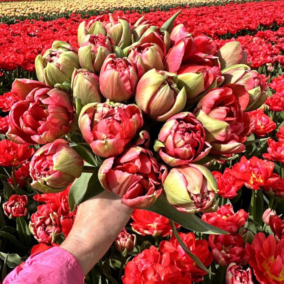 Tulipan 'Asian Beauty', tidlig dobbel - 10 stk