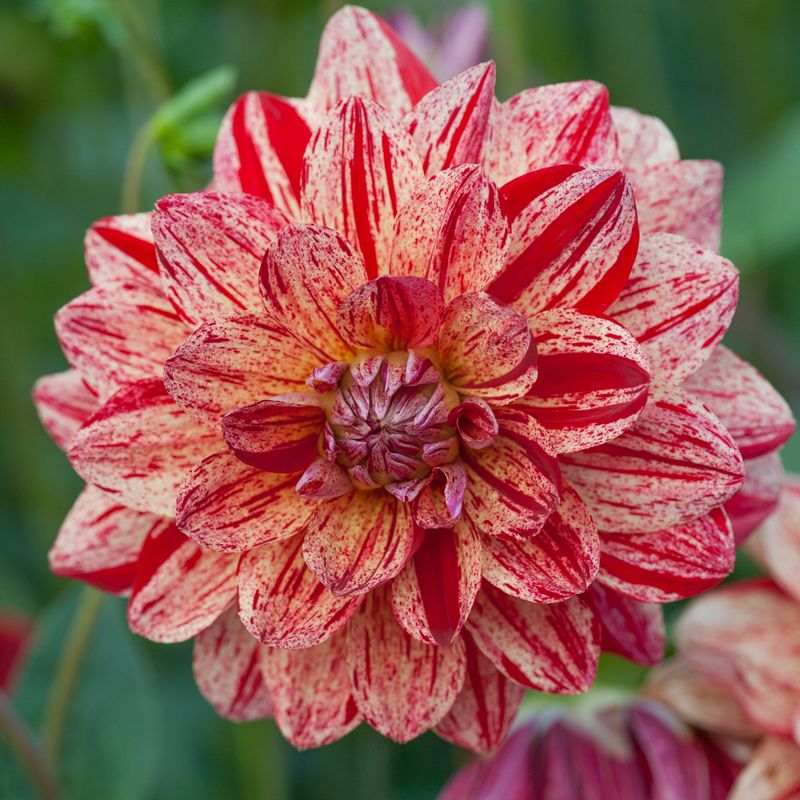Georgine 'Nonette' - Dahlia x cultorum, 1 stk.
