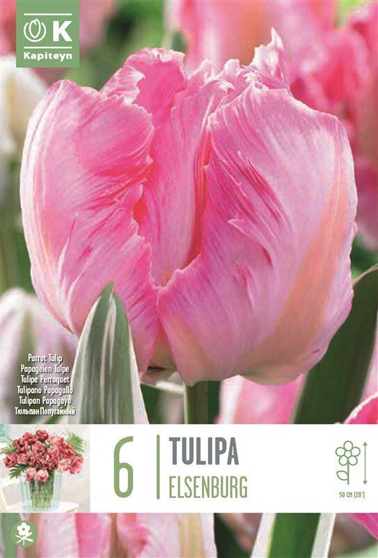 Tulipan 'Elsenburg', papegøyeblomstrende - 6 stk