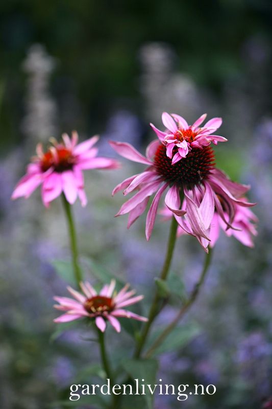 Purpursolhatt 'Doubledecker' - Echinacea purpurea