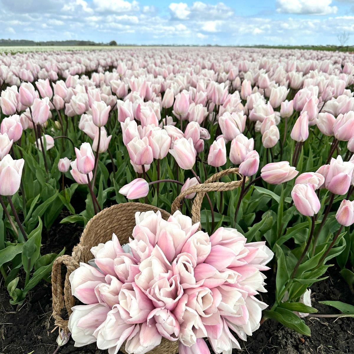 Tulipan 'Fay', triumph - 10 stk