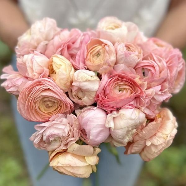 Hovedbilde Ranunkel 'Elegance®  Pastello' - Ranunculus, 7 stk.