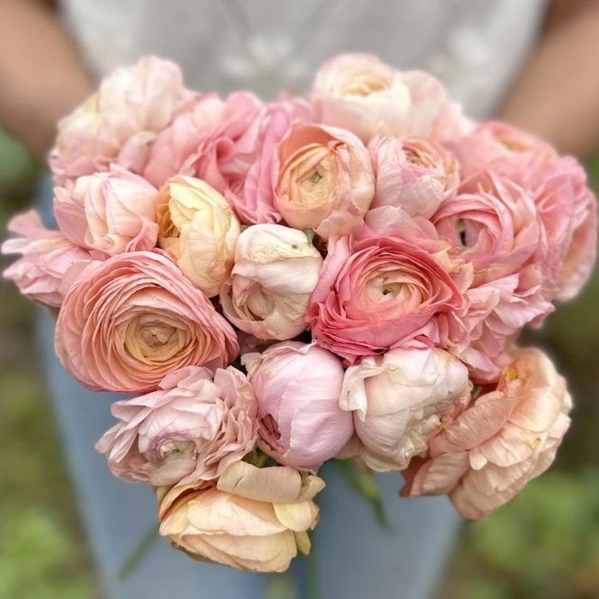Hovedbilde Ranunkel 'Elegance®  Pastello' - Ranunculus, 7 stk.