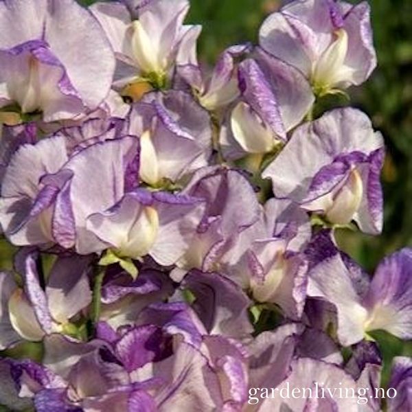 Hovedbilde Blomsterert 'Nimbus' - Lathyrus odoratus