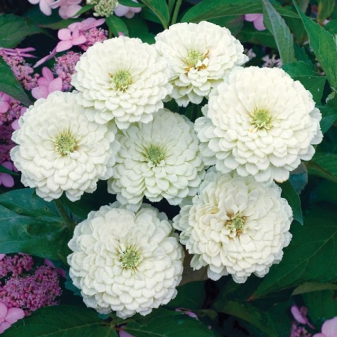 Hovedbilde Sinnia 'White Wedding' - Zinnia elegans