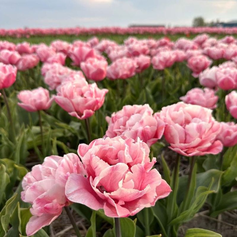 Tulipan 'Quinty Trustfull’, tidlig dobbel - 10 stk
