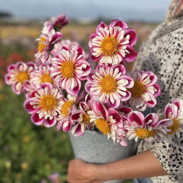 Hovedbilde Georgine 'Bumble Rumble - Dahlia x cultorum, 1 stk.