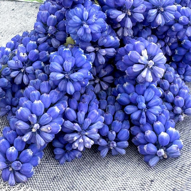 Perleblomst 'Blue Magic' - 10 stk