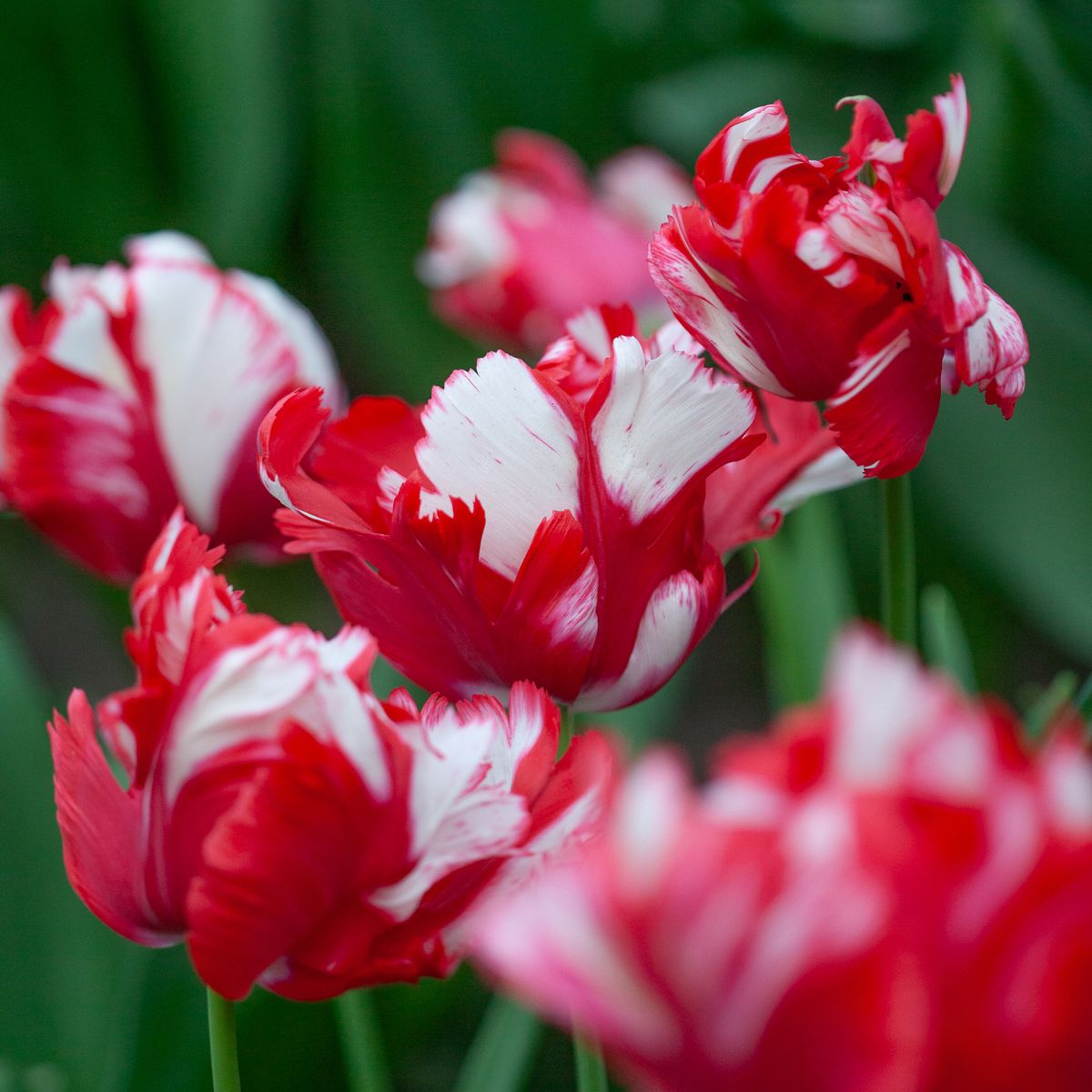 Tulipan 'Estella Rijnveld', papegøyeblomstrende - 7 stk